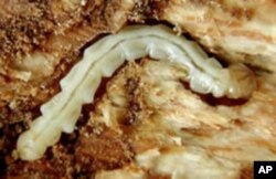 The Emerald Ash Borer threatens to destroy the White Ash trees sluggers are traditionally made from.