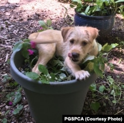Dogs can get into all sorts of trouble with pot... or pots.