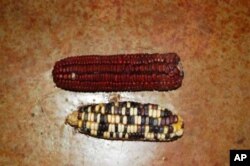 Haigh says his naturally grown indigenous maize is far healthier to eat than mass produced corn