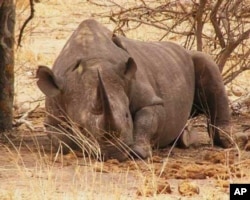 A rhino rests on a game reserve in South Africa. Some in the wildlife industry say a legal trade in rhino horn will decrease poaching levels; others argue it would have the opposite effect