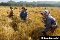 FILE – Rice is harvested in Laos. The government has prohibited "slash and burn" techniques associated with rice farming that they say are harmful to forested areas.