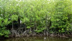 ព្រៃកោងកាងស្ថិតក្នុងព្រែកក្នុងស្រុកទឹកឈូ ខេត្តកំពត កាលពីថ្ងៃទី ៣ ខែតុលា ឆ្នាំ ២០២១។ (ស៊ុន ណារិន/VOA Khmer)