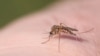 Mosquito da dengue, uma das várias doenças tropicais negligenciadas