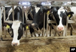 FILE - Holsteins cows at seen at Larson Acres in the Town of Magnolia, Wisconsin, Sept. 21, 2011.