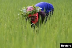 A rice farmer collects snails and cleans the rice field near Udon Thani, Thailand, Sep. 15, 2015.