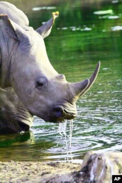 Highly sophisticated and well-resourced international crime syndicates are targeting South Africa’s rhinos, say experts