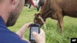 In this undated photo provided by Google, a person uses a phone to monitor a cow’s IDA, or “The Intelligent Dairy Farmer’s Assistant,” device in a pasture on Seven Oaks Dairy in Waynesboro, Ga. (Ben Sellon/Google via AP)
