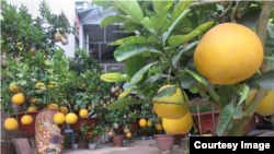 Ảnh tư liệu _ Cảnh vắng vẻ tại một địa điểm bán cây cảnh trong dịp giáp Tết