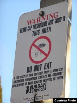 Death Cap mushroom warning sign