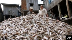 FILE: Cambodian workers collect fish which will be made into a traditional pickled fish, locally known as Prahok, at the river bank of the Tonle Sap in Chrang Chamreh during the fish harvesting season, in Phnom Penh, Cambodia, Thursday, Jan. 9, 2014. (AP Photo/Heng Sinith)
