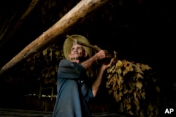 A worker hangs tobacco leaves in a drying shed at the Martinez tobacco farm in Cuba's western province Pinar del Rio, Feb. 28, 2017.