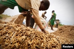 FILE - Men harvest rice in a field in Nanan, Yamoussoukro, Ivory Coast, Sept. 27, 2014.