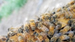 Beekeeper Marcie LeFevre has been keeping bees since 2014. Here is a close up picture of her bees in their hive. (Image courtesy of Marcie LeFevre)