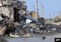 A cat walks past a destroyed building in the village of Sousa, near the village of Baghuz, in the eastern Syrian province of Deir Ezzor March 21, 2019.