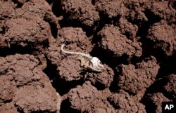 FILE - The remains of a fish lies on the dried bed of Lake Colorado City near Colorado City, Texas. during the second-most severe drought in state history, Aug. 11, 2011.