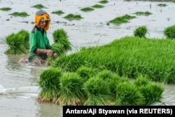Seorang petani menanam benih padi di sawah di Demak, 23 Oktober 2018. (Foto: Antara/Aji Styawan via REUTERS)