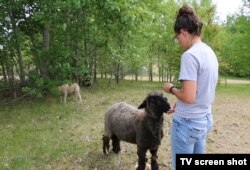 Brittney Johnson tends to one of her sheep on her farm in Underwood, Minnesota.