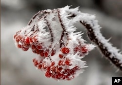 Wind-blown frost clings to berries following a snowstorm on Little Jackson Mountain, near Weld, Maine, Dec. 4, 2015.