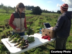 Vegetable trial evaluators at work at a Washington State University Extension experimental farm on Marrowstone Island, Washington. (Photo: Courtesy of Micaela Colley, Organic Seed Alliance)