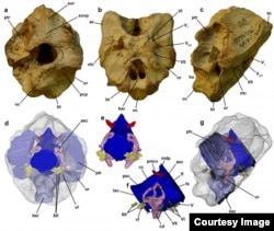 Different views are shown of the brain case of Timurlengia euotica, with the brain in dark blue, the inner ear in pink, the nerves in yellow, and the blood vessels in red. (Image courtesy of Proceedings of the National Academy of Sciences)