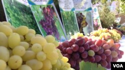 د طالبانو د حکومت د صنعت او سوداګرۍ وزارت ویلي چې د تازه میوو په صادراتو کې مڼې، انار، انګور، انځر،زردالو، ګیلاس، توت، خربوزه، شاه توت، هندواڼې شاملې دي.