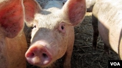 Unlike many farmers, Thompson still raises livestock and says that's one of the keys to his success. (VOA/S. Baragona)