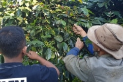 Petani kopi di lereng Gunung Sindoro Jawa Tengah yang akan terdampak lesunya bisnis cafe. (Foto: VOA/Nurhadi Sucahyo)