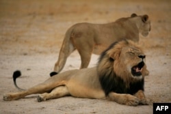 This handout picture taken on October 21, 2012 and released on July 28, 2015 by the Zimbabwe National Parks agency shows a much-loved Zimbabwean lion called "Cecil" which was allegedly killed by an American tourist on a hunt using a bow and arrow, the Zim
