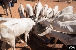 Goats with ribs showing crowd around a a trough of well water in Somaliland region of Somalia, which is experiencing a devastating drought, on Feb. 9, 2017. (VOA/Jason Patinkin)