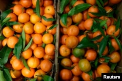 Clementines are displayed at a market.