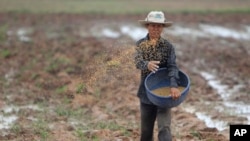 A Cambodian farmer throws rice seeds onto his paddy fields on the outskirt of Phnom Penh, Cambodia, Tuesday, May 22, 2018. (AP Photo/Heng Sinith)