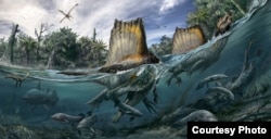 The only known dinosaur adapted to life in water, Spinosaurus swam the rivers of North Africa a hundred million years ago. (Art: Davide Bonadonna, and Oct. edition of National Geographic magazine)