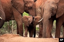 This little elephant, Eve, featured in the IMAX® film Born to be Wild 3D, is the first wild-born calf of Emily, an elephant that was rescued and rehabilitated by Dame Daphne Sheldrick 17 years ago. Photo copyright ©2011 Warner Bros. Entertainment Inc.