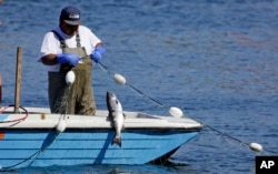 Suquamish fisherman John Jones pulls in a salmon he caught in a gill net in Shilshole Bay just outside the Ballard Locks in Seattle, Washington, Sept. 14, 2017.