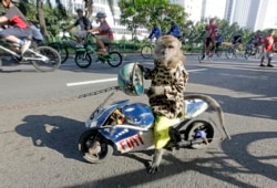 A trained monkey sits on a wooden copy of a racing motorbike as cyclists ride past in Jakarta, Indonesia, Sunday, May 30, 2010. (AP Photo/Dita Alangkara)