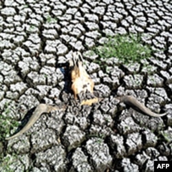 Texasda qurg'oqchilik, rancholar bo'shab qolgan