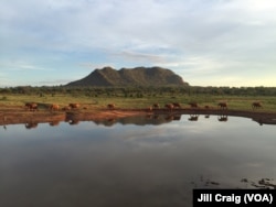 Elephants walk toward a watering hole near Tsavo East National Park, Voi, Kenya, April 20, 2016.