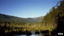 A moose bog near Mount Katahdin, Maine’s highest point and the northern terminus of the Appalachian walking trail, which runs all the way south to Georgia. (Carol M. Highsmith)