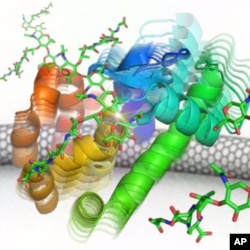 University of California, Irvine scientists built an electronic nano circuit and attached it to a lysozyme molecule, to track how it kills bacteria.