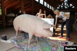 Pigcasso, a rescued pig, stands in front of the canvas she painted at the Farm Sanctuary in Franschhoek, outside Cape Town, South Africa February 21, 2019.
