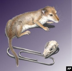 Reconstruction of the skull and a life restoration of Hadrocodium wui, with a paper clip (32mm or 1.25 inches) for scale.