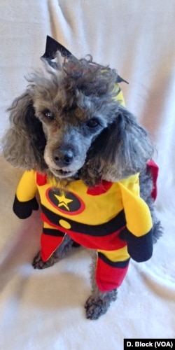 Un dog con disfraz de súper héroe preparado para Halloween.