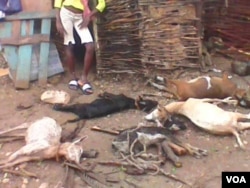 These animals lost their lives when Hurricane Matthew hit Baie de Henne, Haiti, Oct. 7, 2016. (Photo: Corneille Shmitt for VOA)