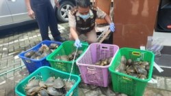 Ratusan kura-kura Ambon diselundupkan ke Surabaya dari Makassar. (Foto: VOA/Petrus Riski)