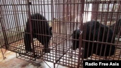 Asiatic black bears inside a cage at a private bear bile farm in Vietnam's southern province of Binh Duong, before being transported to a bear rescue center founded by Animals Asia, Nov. 29, 2011.