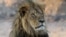 FILE - Cecil the Lion in a national park, Zimbabwe, Nov. 20, 2013. He was killed in an allegedly illegal hunt, invigorating a campaign against trophy hunting. The British Labour Party government has introduced a bill seeking to ban the import of wildlife trophies from Africa.