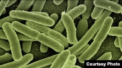 The e-coli bacteria could be identified and treated more quickly with new device.