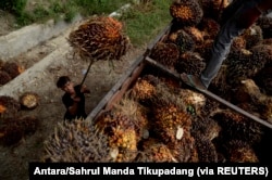 Seorang pekerja memuat buah sawit di perkebunan kelapa sawit di Kabupaten Mamuju Utara, Provinsi Sulawesi Barat, 10 Maret 2016 (Foto: Antara/Sahrul Manda Tikupadang via REUTERS)