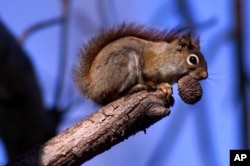 Red squirrel