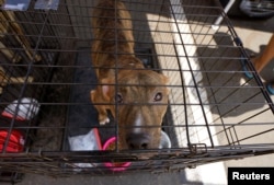 A dog rescued from Harvey floodwaters in Houston, Texas, waits to be relocated to a shelter, Aug. 31, 2017.